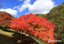 Momiji Lake景点图片