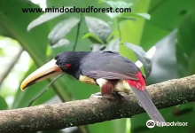 Mindo Nambillo Cloud Forest Reserve景点图片