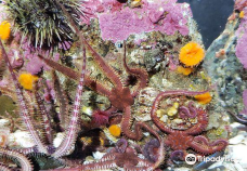 Discovery Passage Aquarium-坎贝尔河