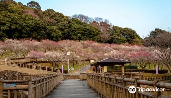 Akatsukayama Park （Gyogyo Land）
