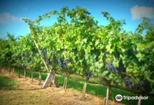 Vinedo Los Aromitos景点图片