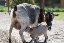 Parc Animalier De Lussas景点图片