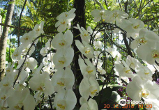 National Orchid Garden-莫尔兹比港