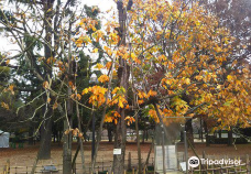 Chinese Parasol Tree That was Exposed to Hiroshima Bombing-广岛