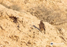 Al Ansab Wetland-马斯喀特