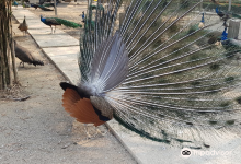 Sam Phran Peacock Park景点图片
