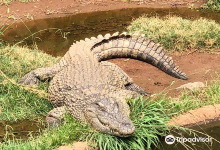 Kwena Crocodile Farm景点图片