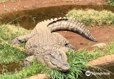 Kwena Crocodile Farm-太阳城