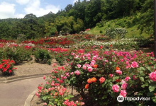 Higashizawa Rose Garden景点图片