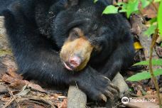 婆罗洲太阳熊保育中心-西必洛