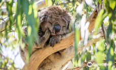 坎尼特河沿岸考拉步行道-Kennett River