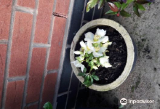 Cook's Garden Centre购物图片