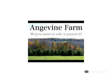 Angevine Farm-利奇菲尔德县