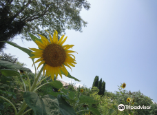 大神ファーム-日出町