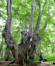 Nakajimadai Shishigahana Marsh-仁贺保市