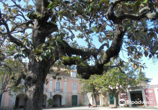 Parque Botanico do Monteiro-Mor-卢米亚尔