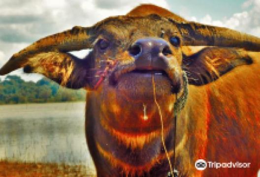 Bungva lake景点图片