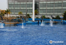 Valencia's Aquarium景点图片