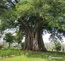 Canlaon City - Century Tree Dalakit-西内格罗