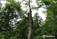 Mother Tree景点图片