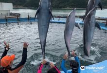 Dolphin Resort Iruka Fureai景点图片
