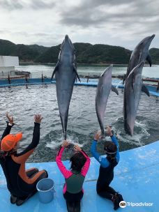Dolphin Resort Iruka Fureai-太地町