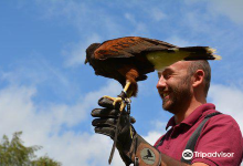 Cheshire Falconry景点图片