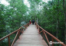 Mangrove Forest Batukaras-庞岸达兰