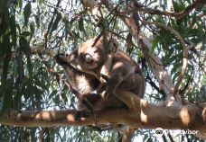 坎尼特河沿岸考拉步行道-Kennett River