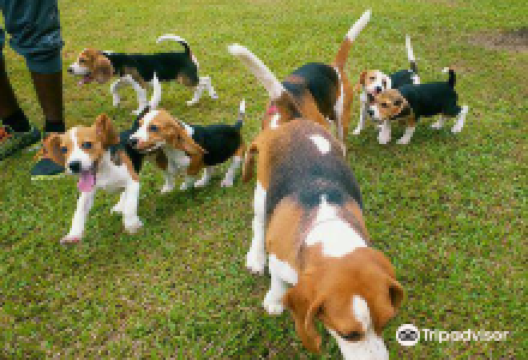 The Beagle MANIA景点图片