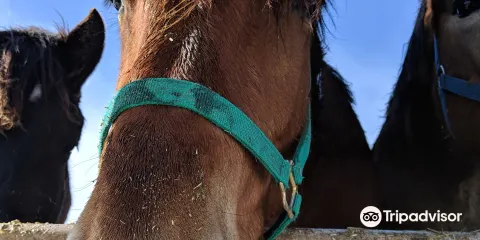 Banei Horse Ranch Tokachi
