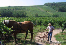 Vins d'Alsace Silber景点图片