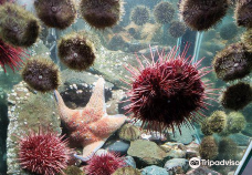 Discovery Passage Aquarium-坎贝尔河