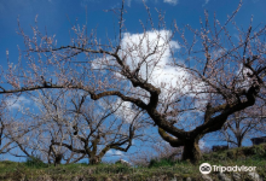 贺名生梅林景点图片