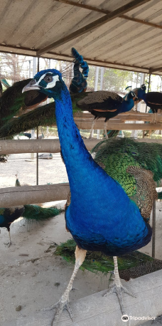 Sam Phran Peacock Park-三帕兰
