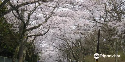 伊豆高原櫻花通道