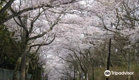 伊豆高原櫻花通道