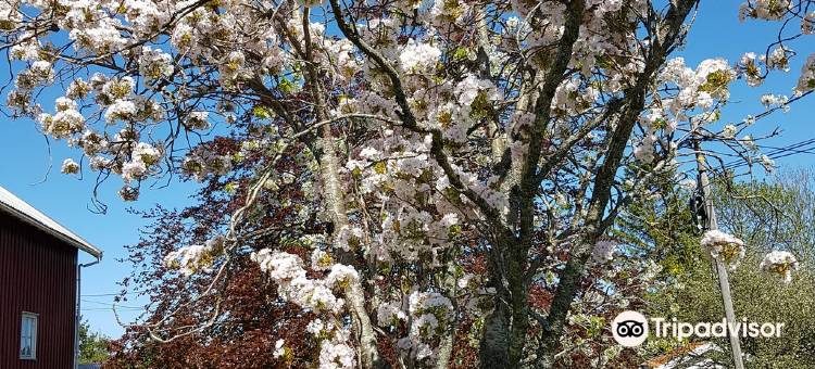 阿伦达尔埃赖嘉德水疗度假村(Arendal Herregaard Spa & Resort)图片