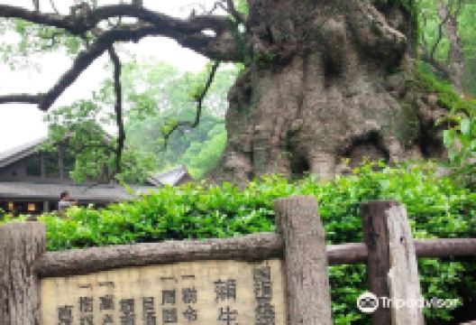 八幡神社(帖佐八幡神社)景点图片