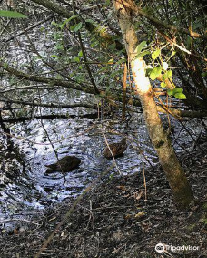 Narbeck Wetland Sanctuary-埃弗里特