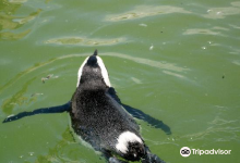 South African Marine Rehabilitation and Education Centre景点图片