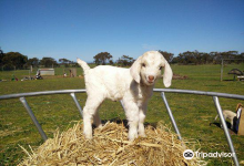 Goolwa Animal Farm景点图片