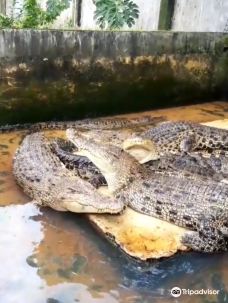 Asam Kumbang Crocodile Farm-棉兰
