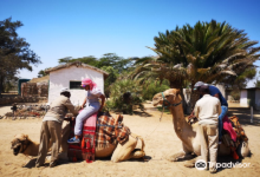 Swakopmund Camel Farm景点图片