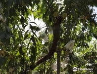 フルーツの森 平田観光農園景点图片