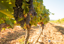 Domaine de Grangeneuve景点图片