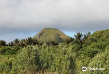 Nikau Bush Conservation Area景点图片