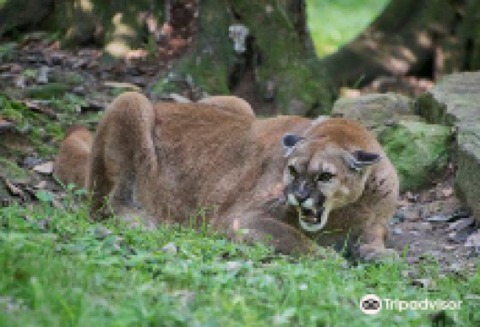 West Virginia State Wildlife Center景点图片