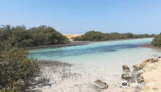 Mangrove Beach