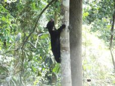 婆罗洲太阳熊保育中心-西必洛